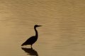 heron lever soleil